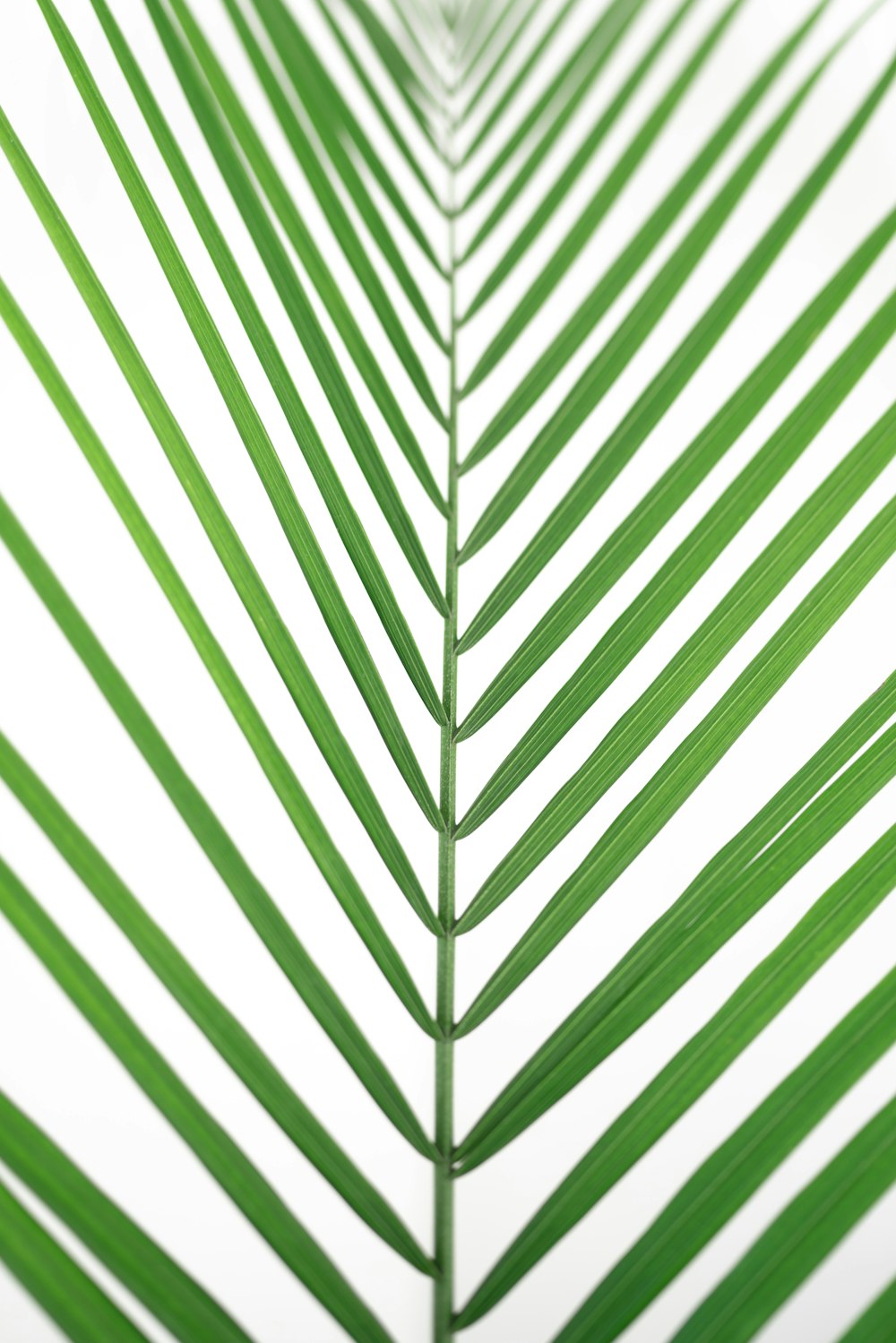 a close up of a palm leaf on a white background