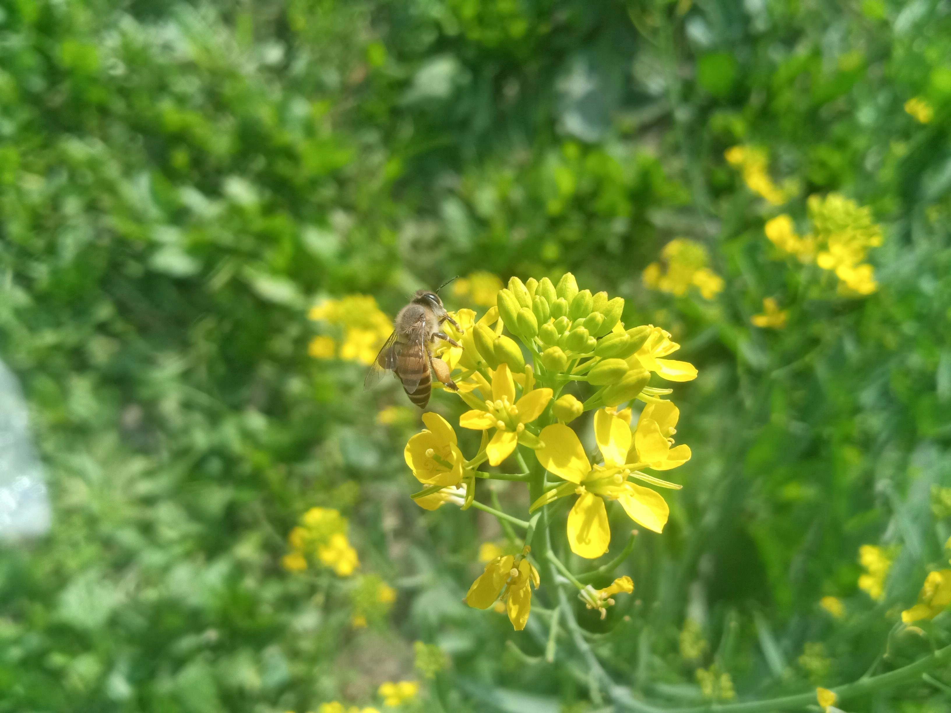 a bee is sitting on a yellow flower