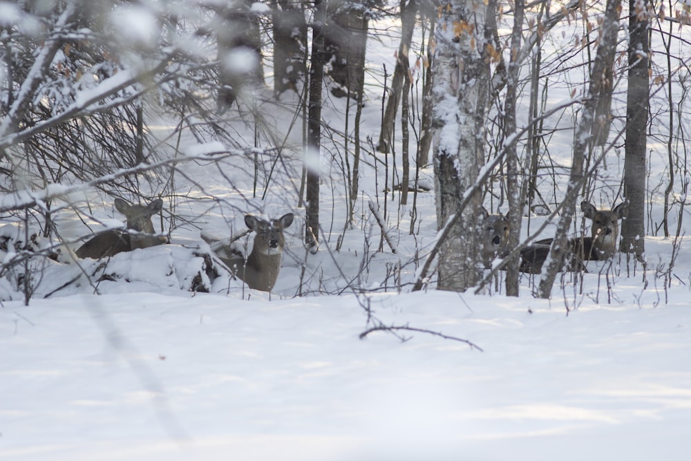 a group of deer standing in the middle of a forest