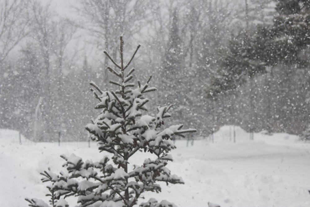 a small pine tree is covered in snow