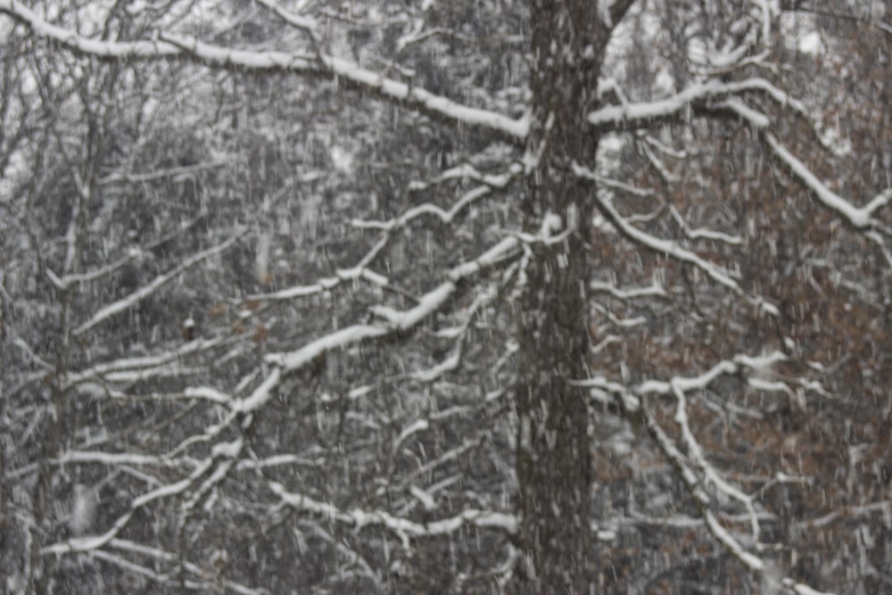 傘を持って雪の中を歩く人