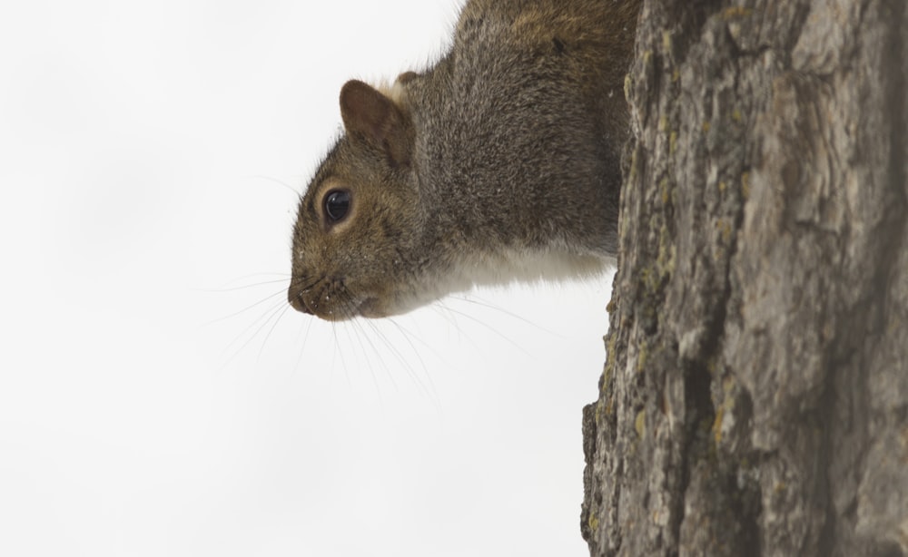 a squirrel is standing on the side of a tree