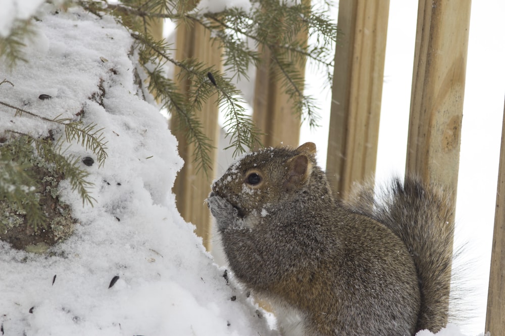 a squirrel is standing on a snowy ledge