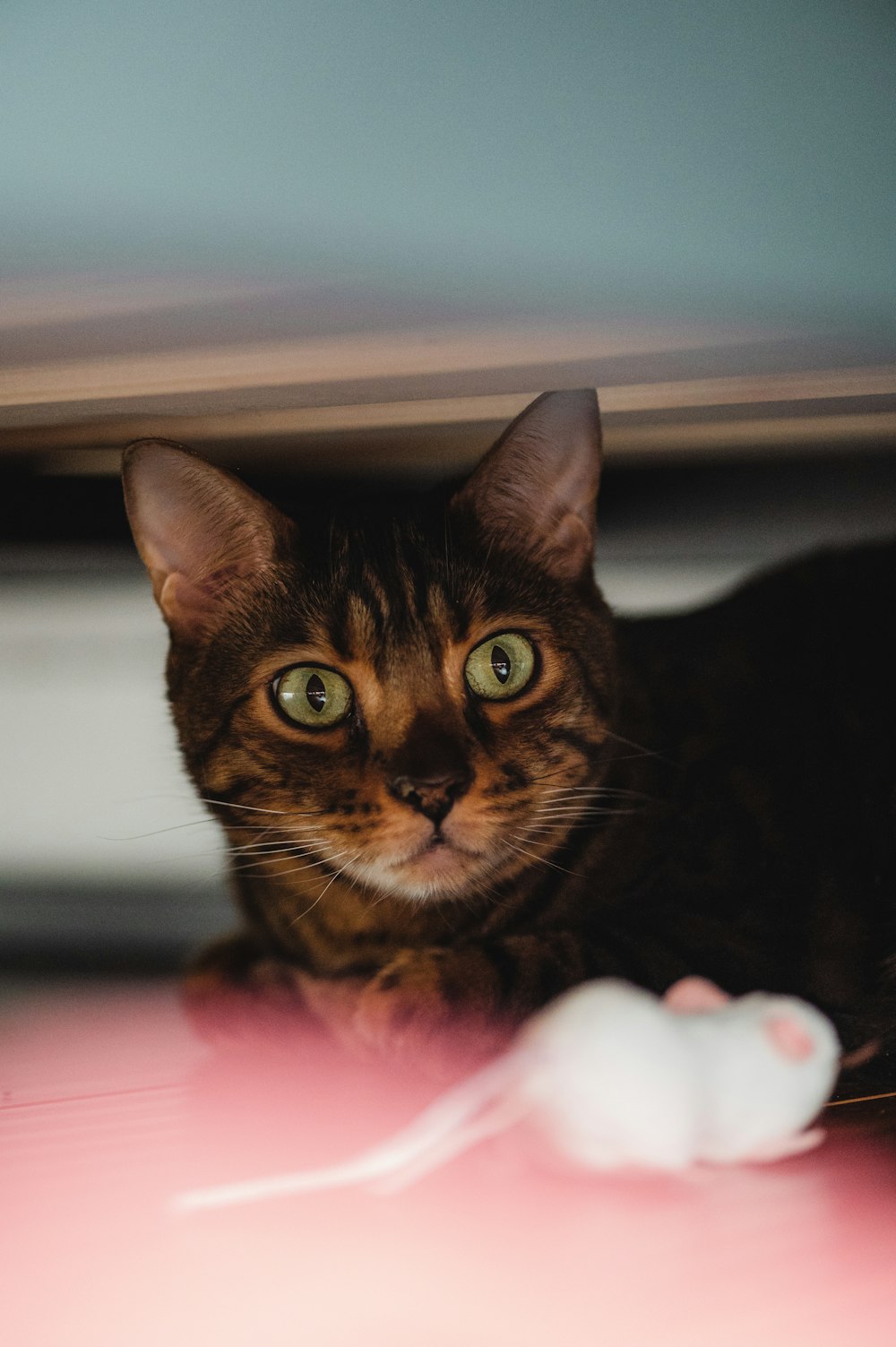 a cat laying on the floor next to a mouse