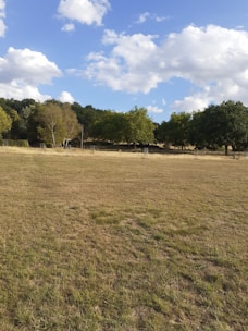 A wide open green field under a bright blue sky with a few scattered trees.