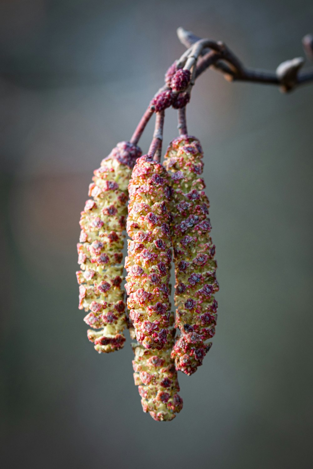 a close up of a bunch of flowers hanging from a tree