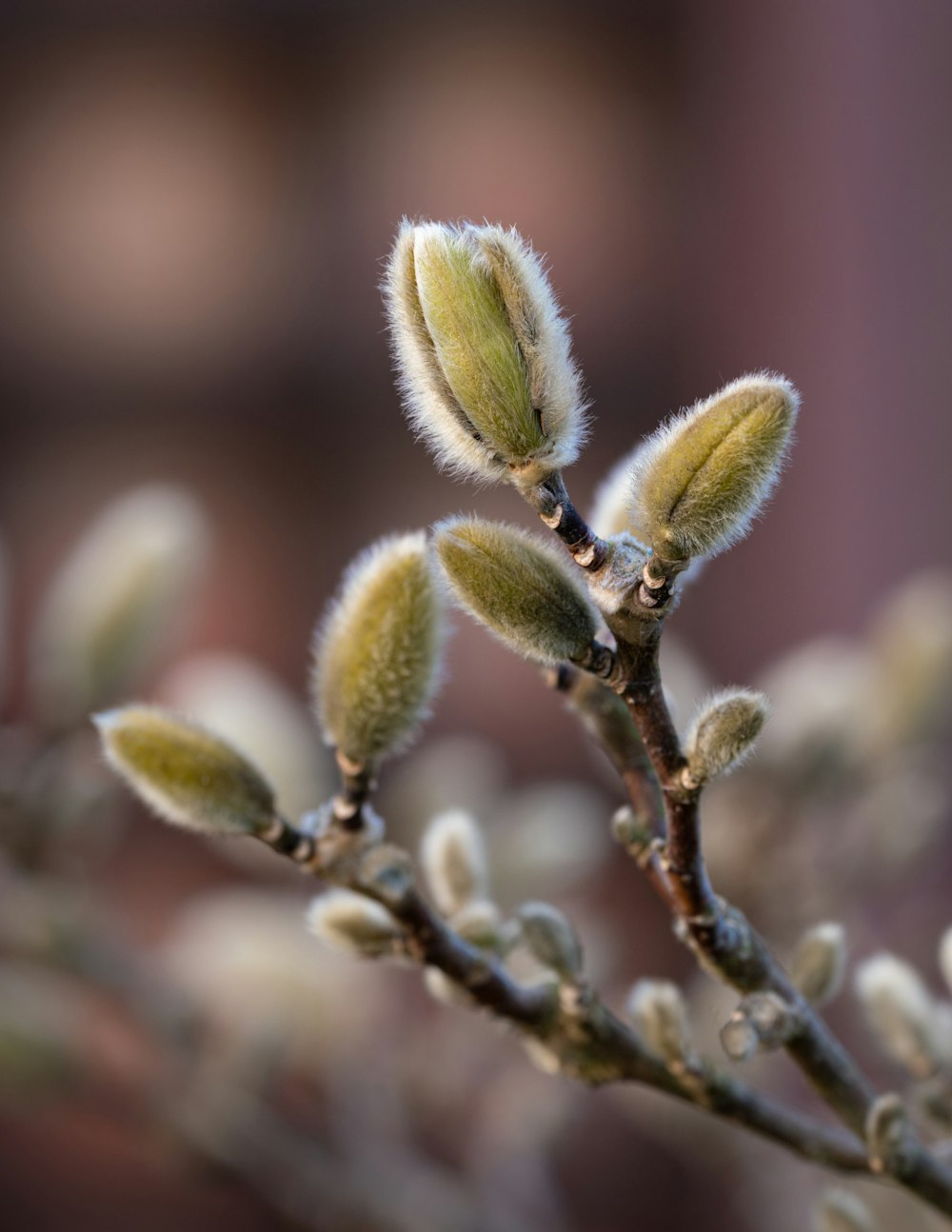 a close up of a branch with buds