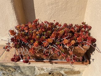 A rectangular terracotta planter contains a lush arrangement of red and orange succulents with small, rounded leaves. The planter rests on a tiled surface against a textured beige wall. Bright sunlight enhances the rich colors of the plants, creating distinct shadows.