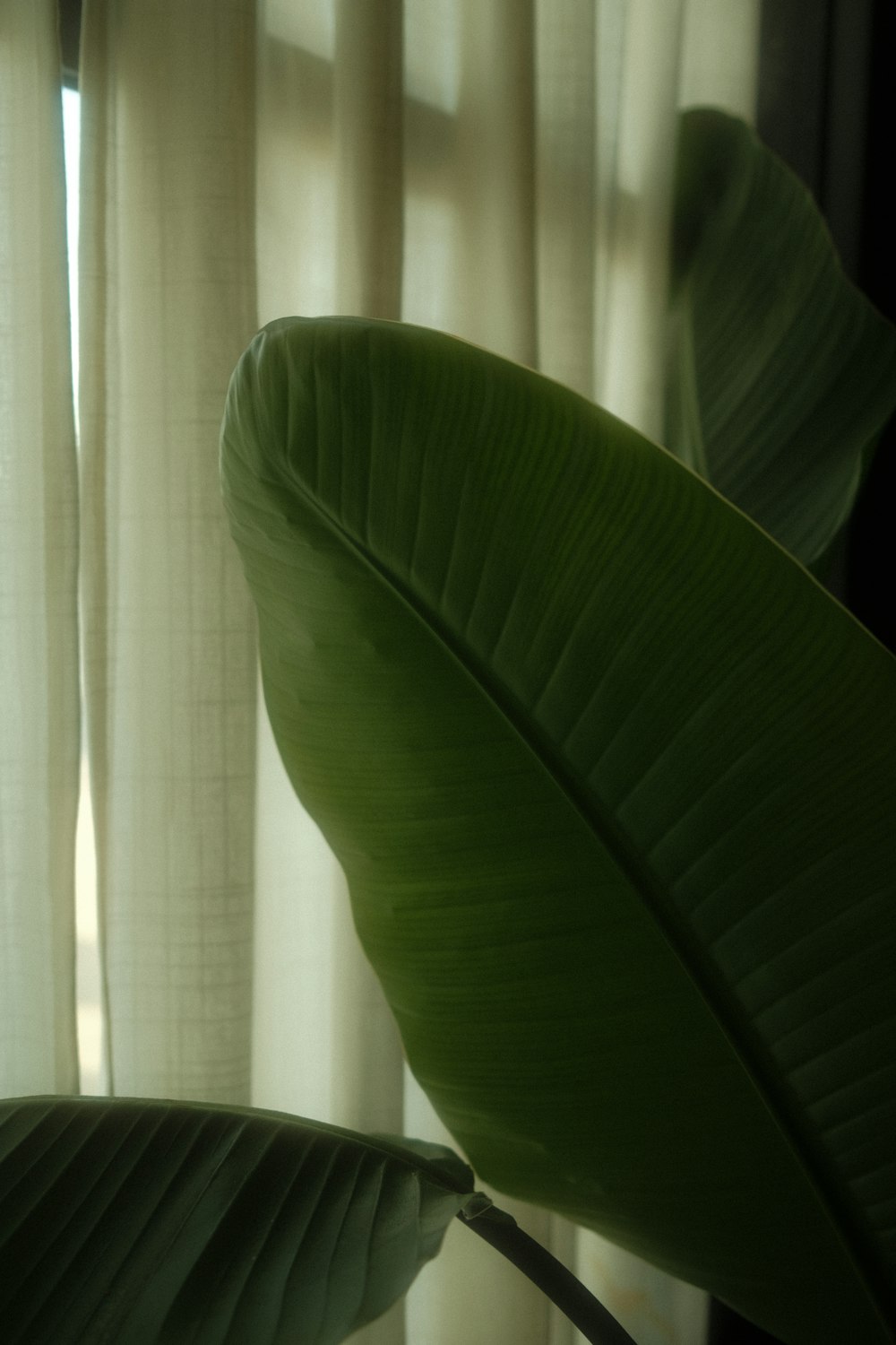 a large green leaf sitting next to a window