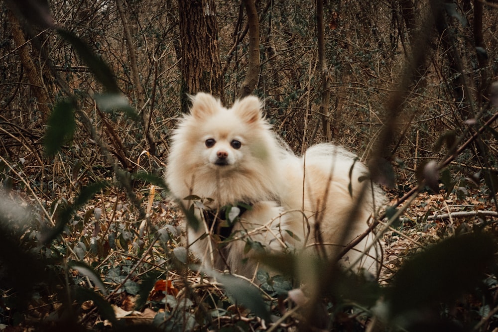 a small white dog sitting in the woods