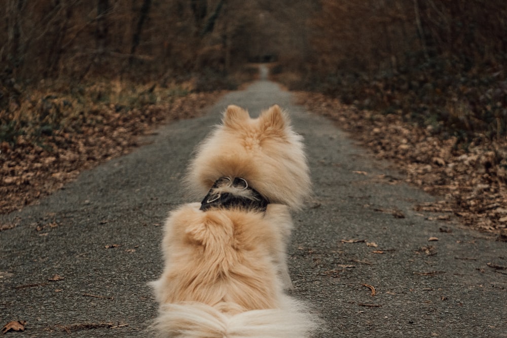 a dog sitting on its back on a dirt road