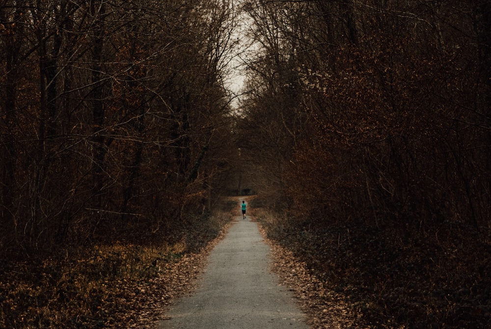 a person walking down a path in the woods