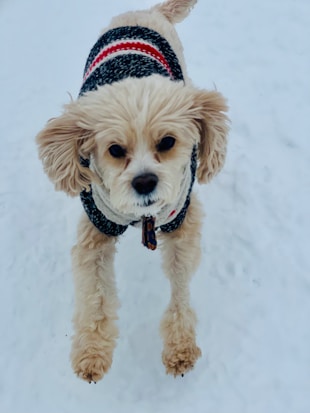 A small, fluffy dog wearing a cozy knit sweater with black, white, and red stripes is leaping energetically on a snowy surface.