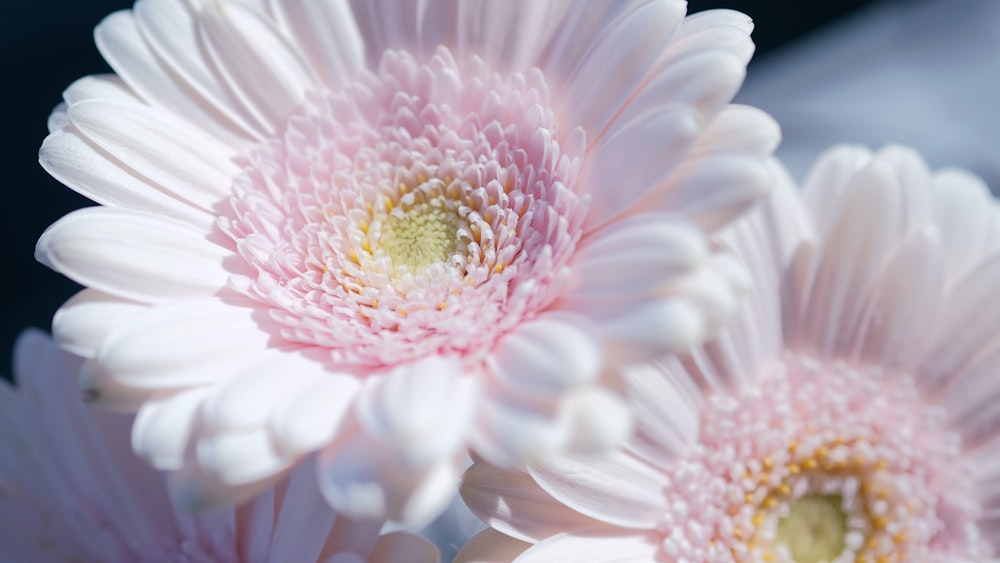 a close up of a bunch of white flowers