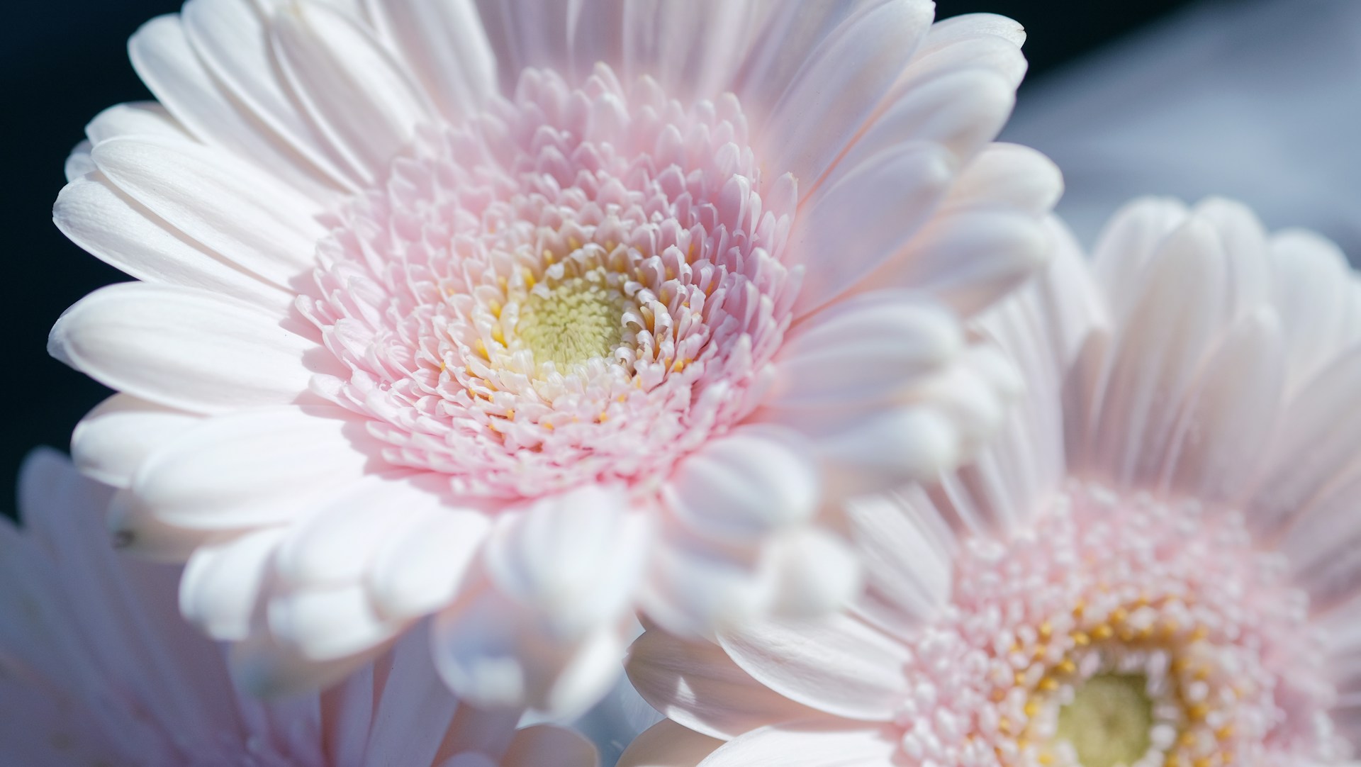 a close up of a bunch of white flowers