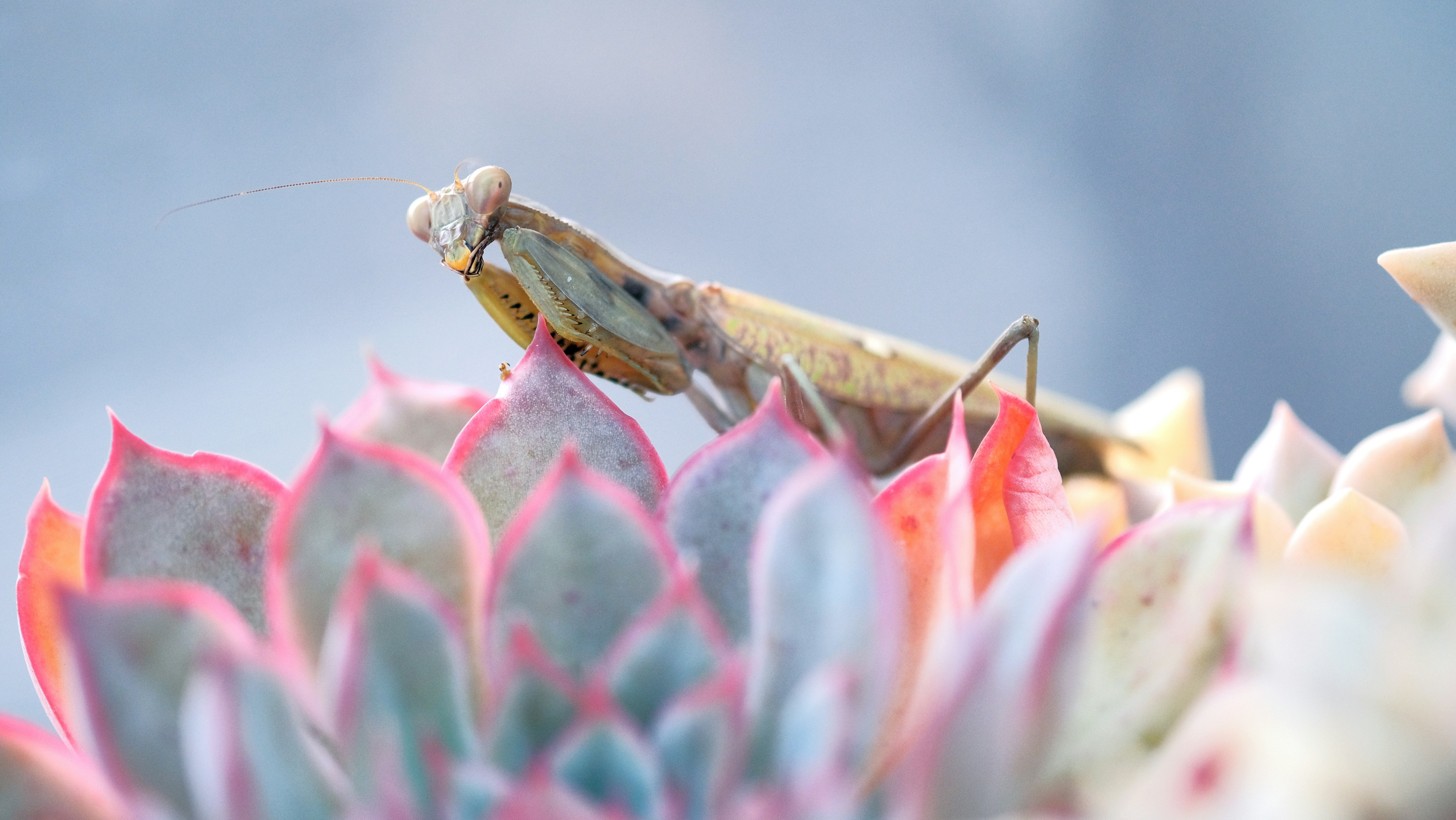 a close up of a grasshopper on a flower