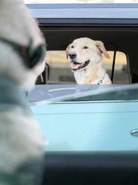 a dog sitting in a car looking out the window