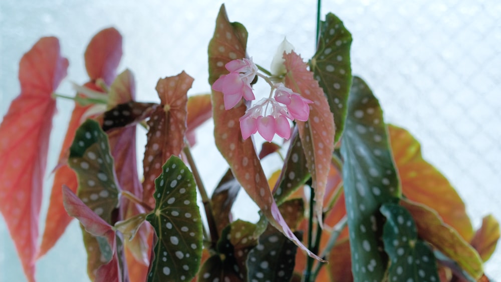 a potted plant with pink flowers and green leaves