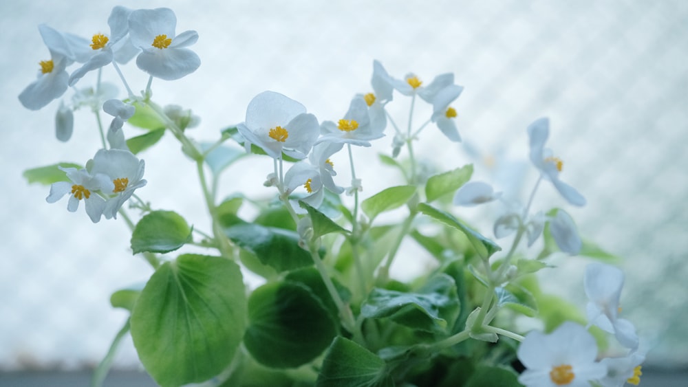 a vase filled with white flowers and green leaves