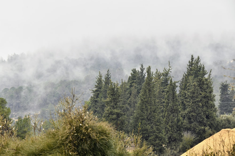 a view of a foggy mountain with trees in the foreground