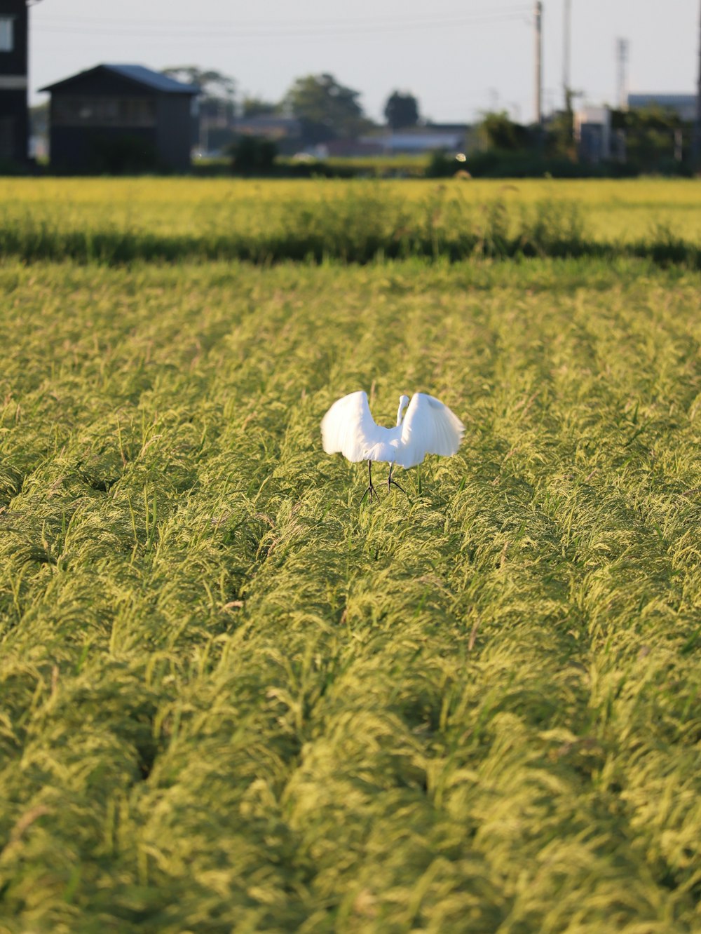 a white bird standing in the middle of a green field