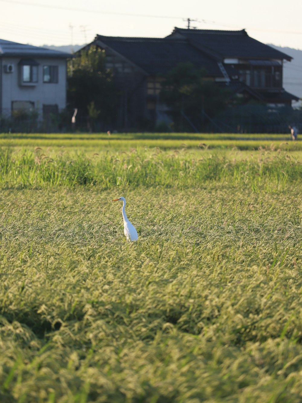 a bird is standing in a field of grass