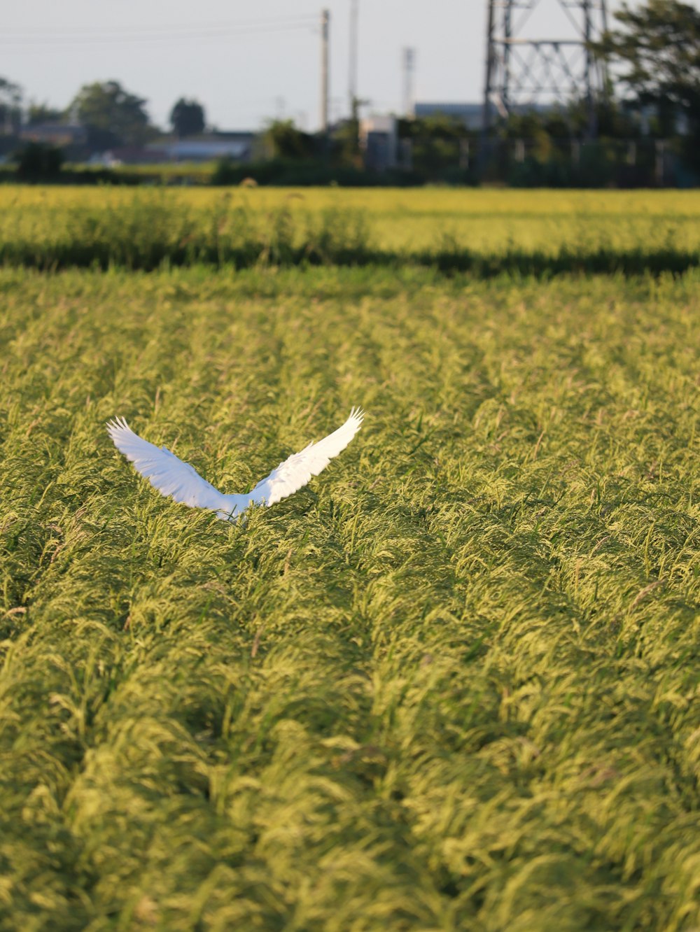 a white bird flying over a lush green field