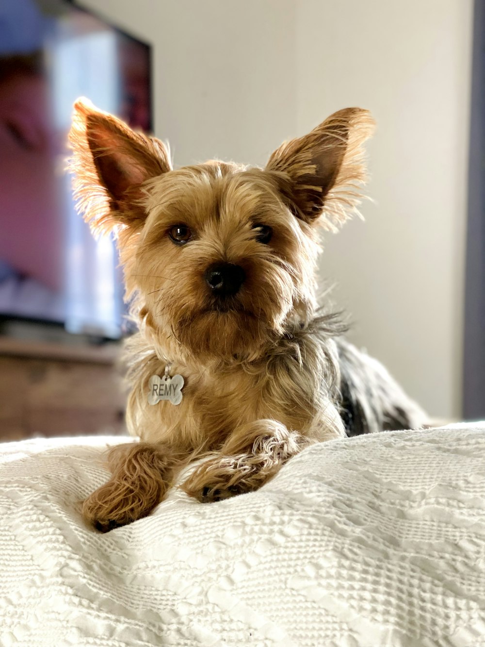 a small brown dog laying on top of a bed