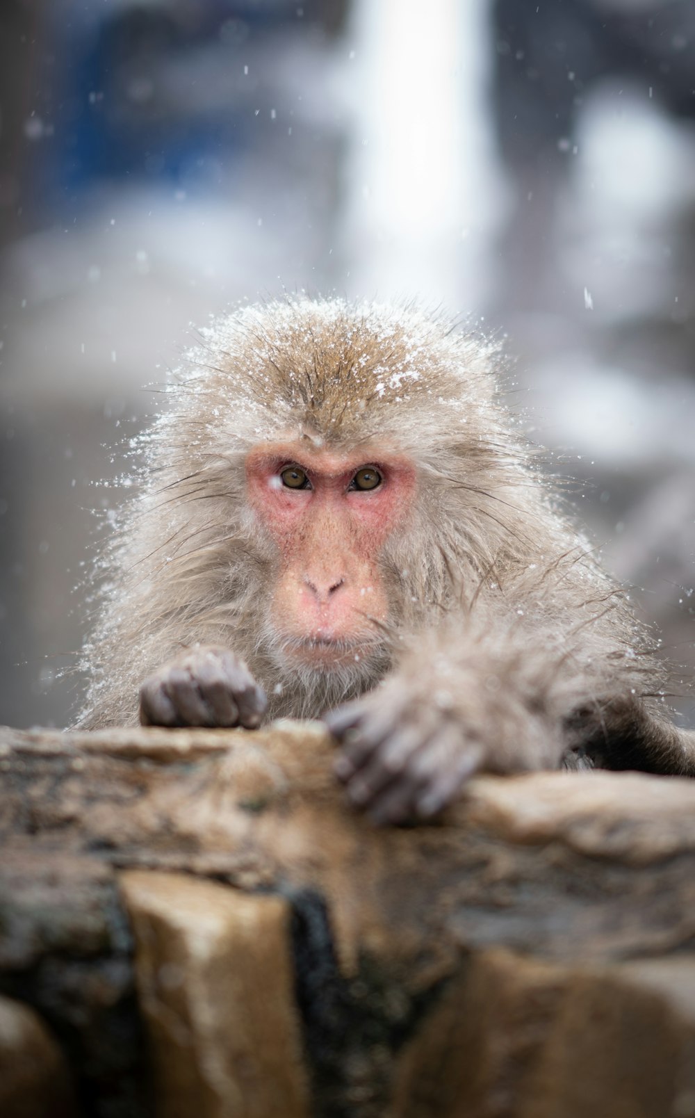 a monkey sitting on top of a wooden log