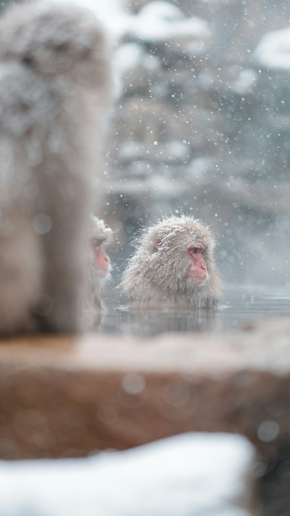 a snow monkey in a hot tub in the snow