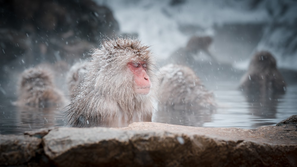 a group of monkeys sitting in a pool of water