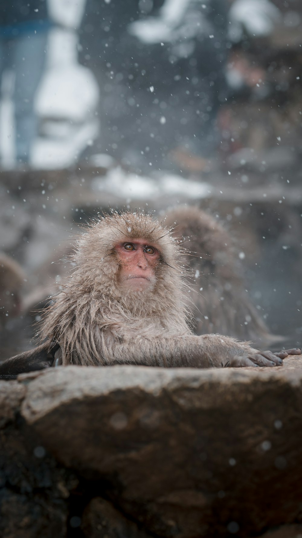 a monkey sitting on a rock in the snow