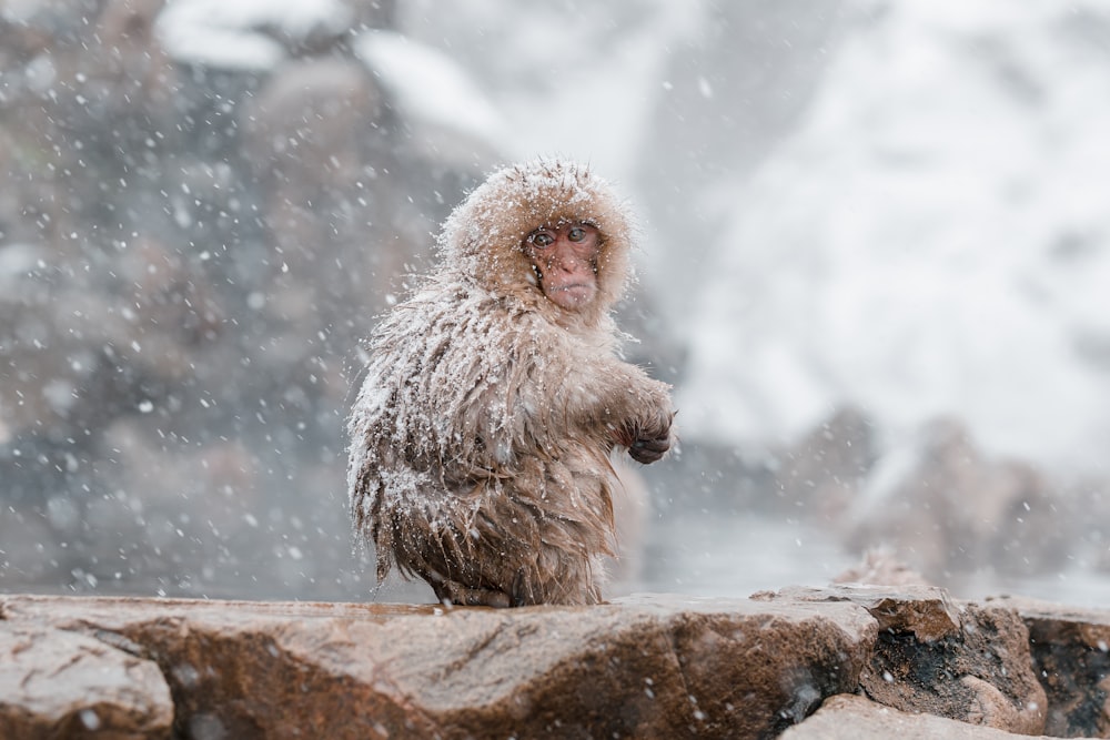 a monkey sitting on a rock in the snow