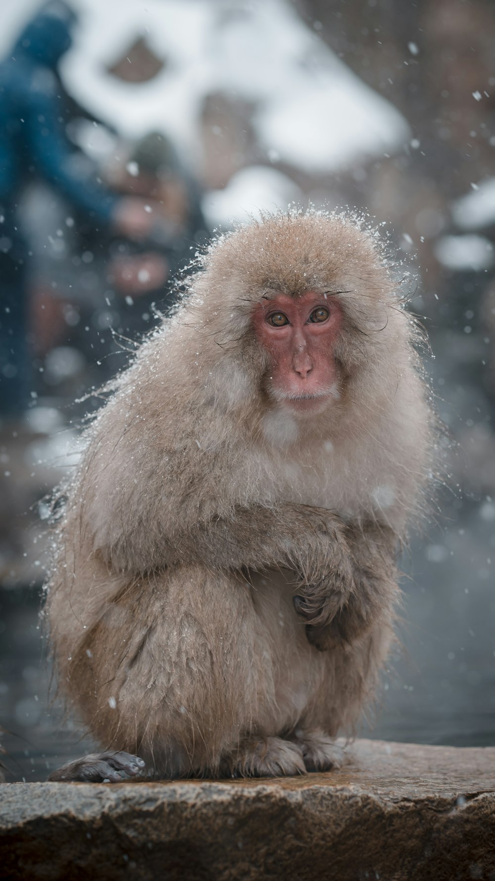 a monkey sitting on a rock in the snow