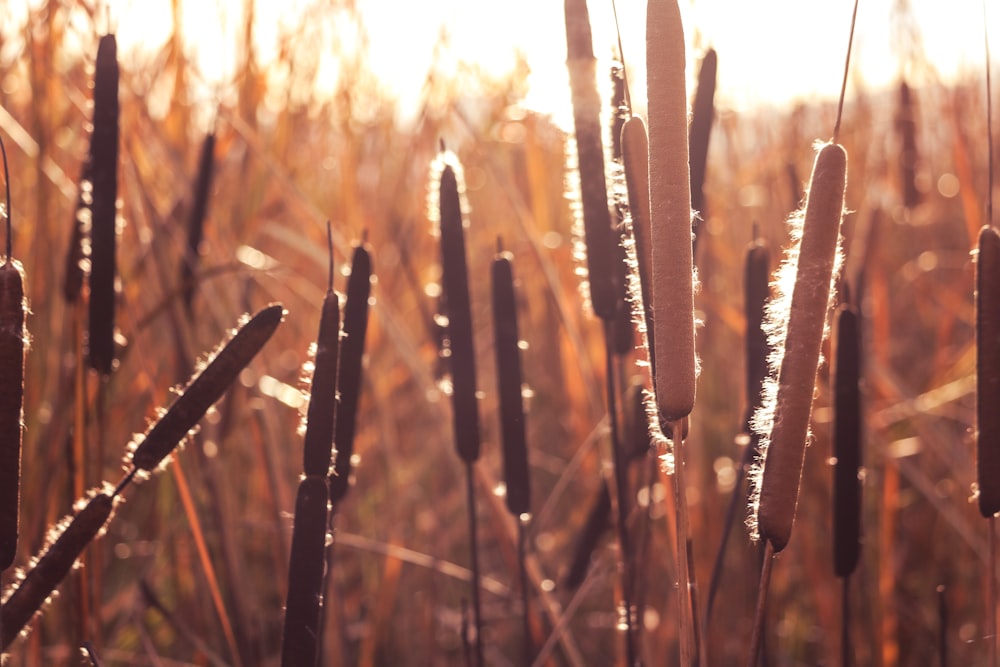 a close up of a bunch of plants in a field