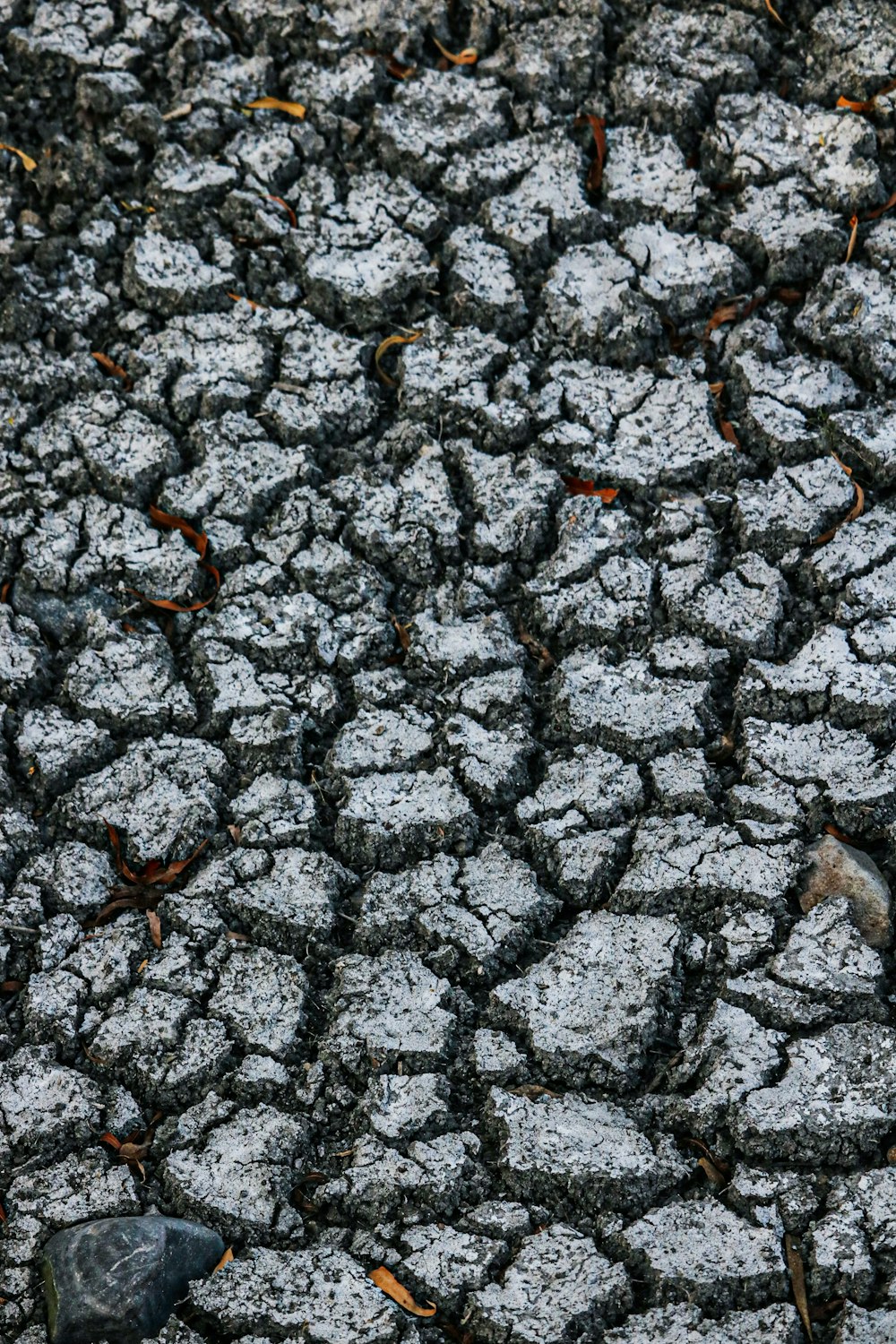 a bird is sitting on the cracked ground