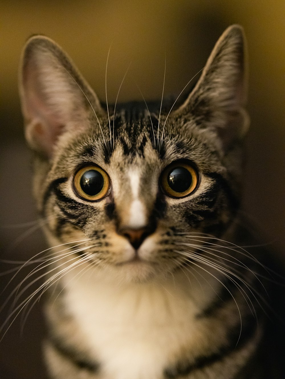 Un primer plano de un gato mirando a la cámara