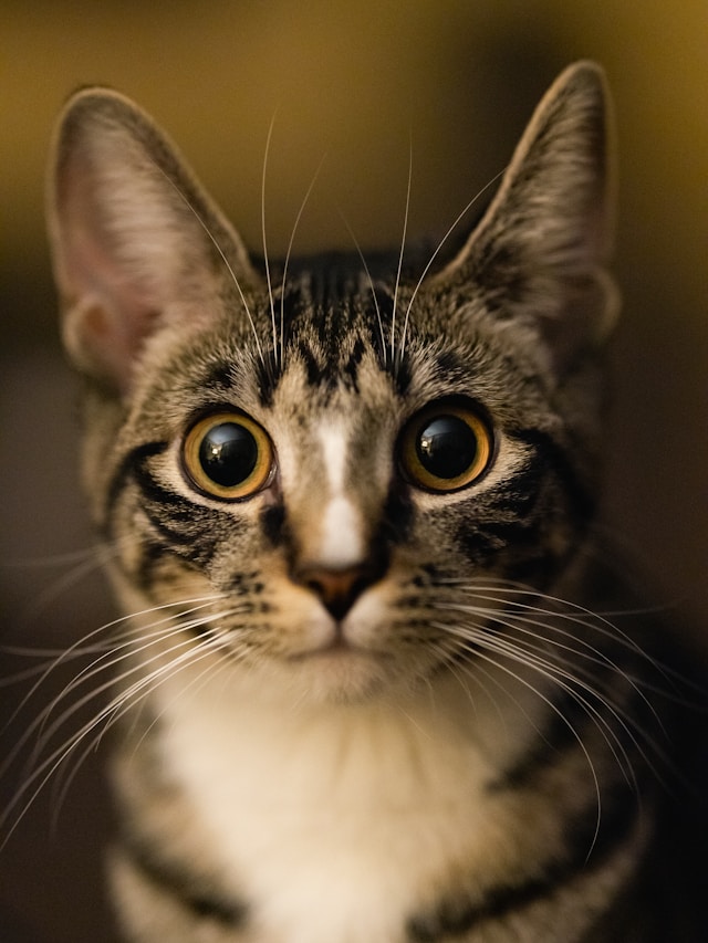 Hyperthyroïdie chez le chat : comprendre, diagnostiquer et traiter Hyperthyroïdie chez le chat : comprendre, diagnostiquer et traiter