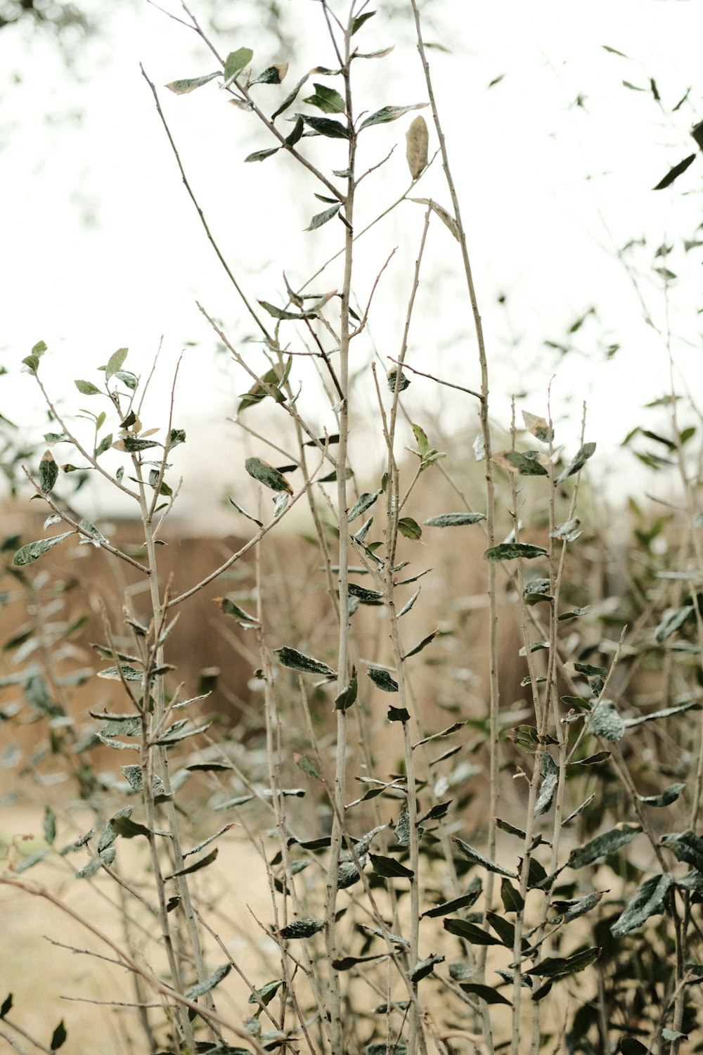 a small tree with lots of green leaves