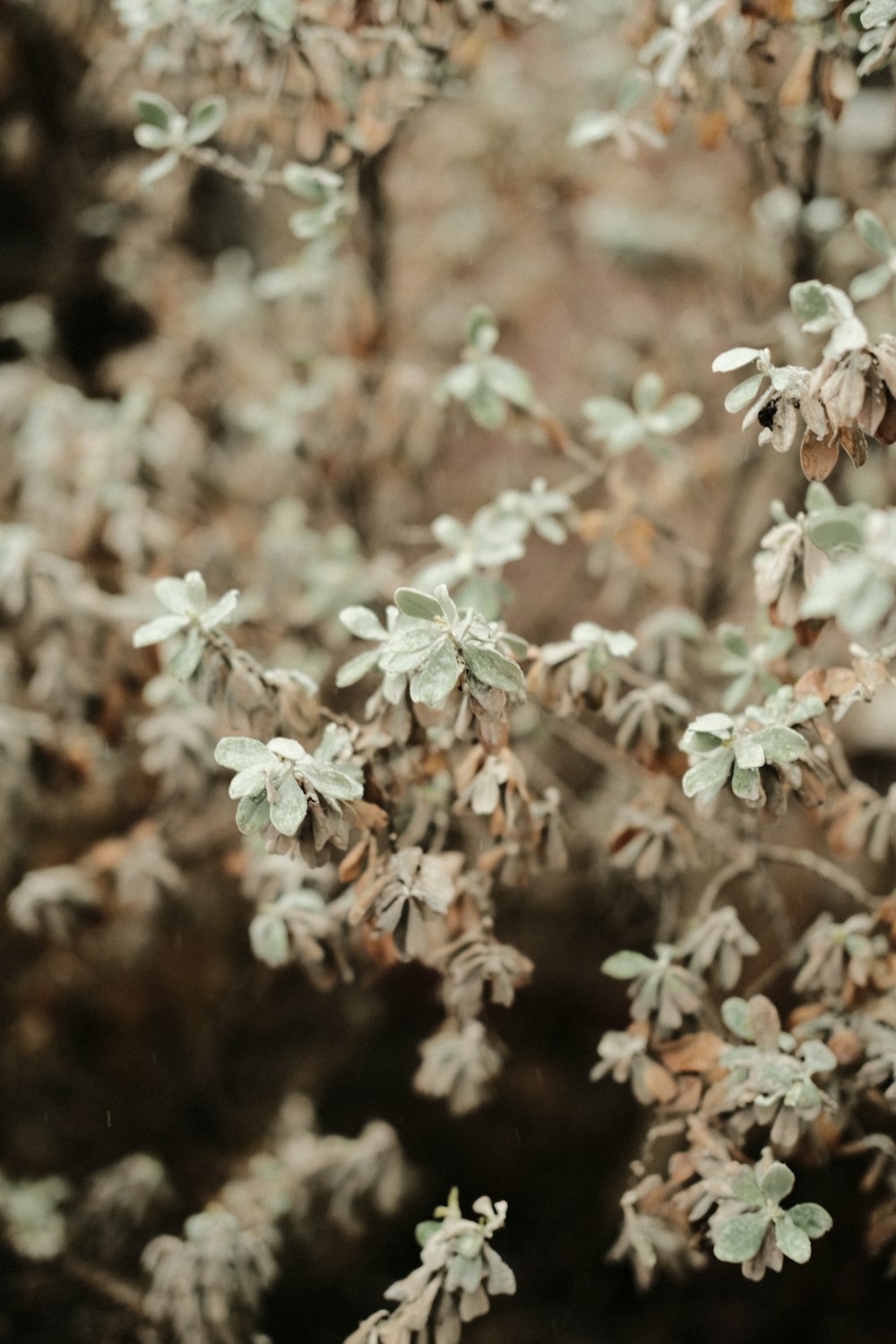 a close up of a plant with small leaves