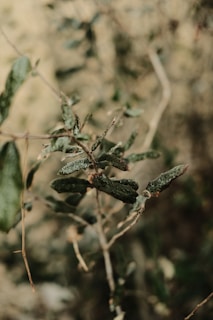 A close-up of delicate textures in nature, focusing on leaves with morning dew.