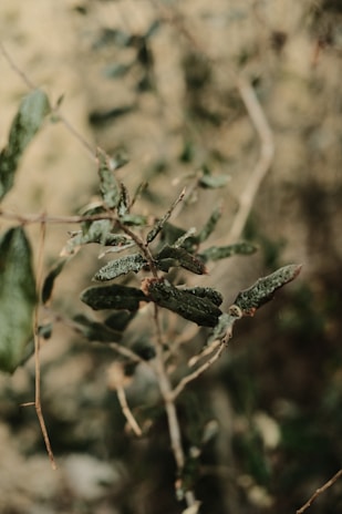 A close-up of delicate textures in nature, focusing on leaves with morning dew.
