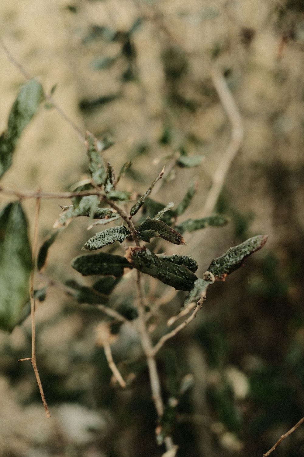 a close up of a plant with leaves