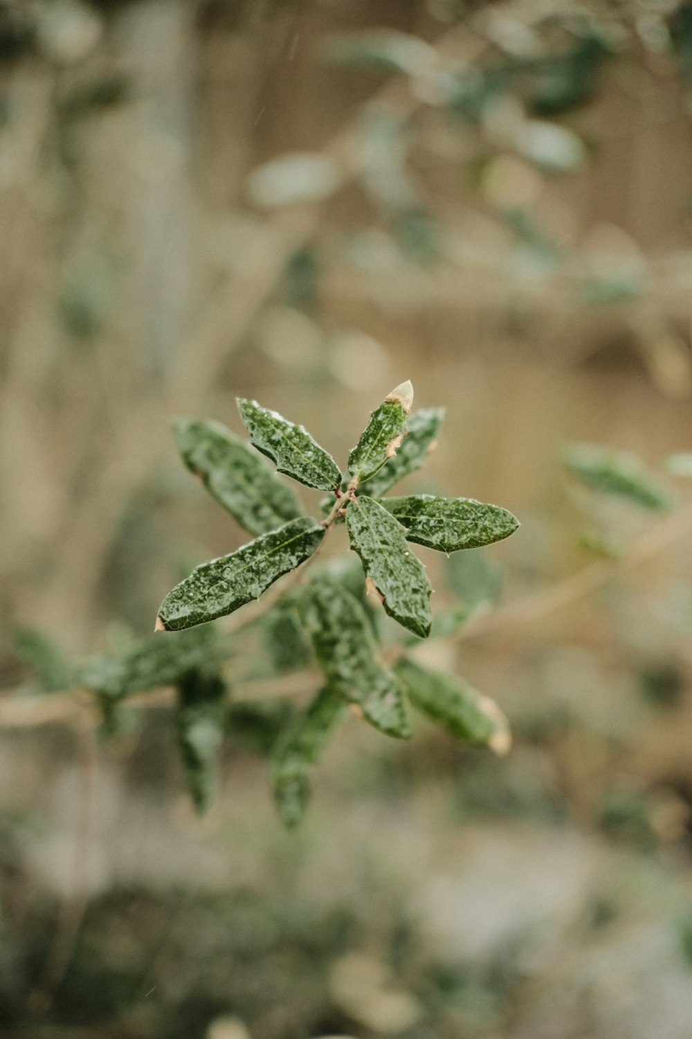 a close up of a green plant with leaves