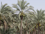 Rows of tall, healthy date palms basking in Abu Dhabi sunlight at Nakhla Verde nursery.