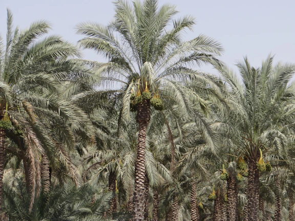 Rows of tall, healthy date palms basking in Abu Dhabi sunlight at Nakhla Verde nursery.
