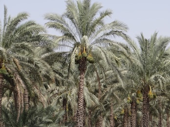 A dense grove of tall palm trees with thick trunks and large clusters of green dates hanging from the branches. The leaves are long, arching, and have a rich, green color, creating a lush and tropical atmosphere. The sky in the background is clear and bright.