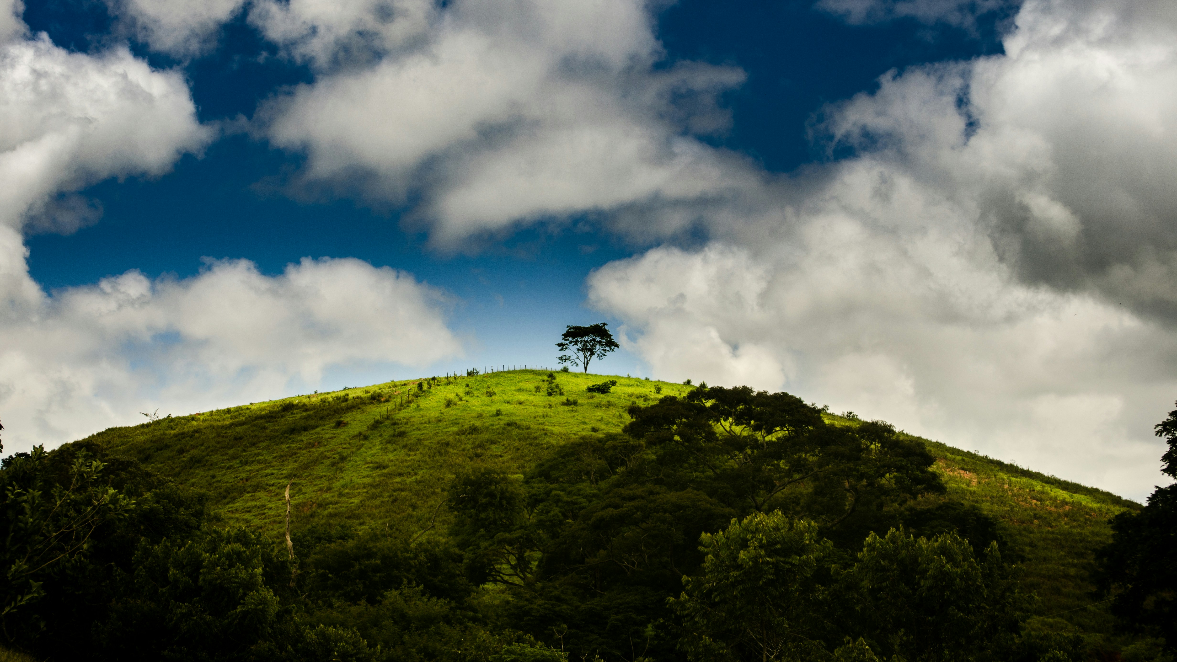 una colina verde con un árbol en la parte superior