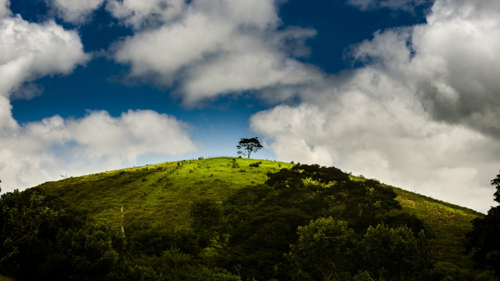 a green hill with a tree on top of it