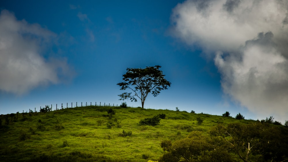 a lone tree on a grassy hill under a cloudy sky